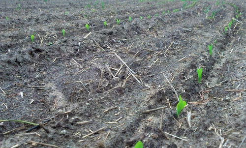 Corn emerging