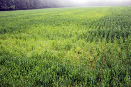 Wheat field