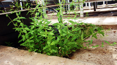 Weeds under bench