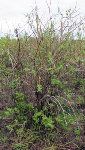 Winter damage in Allegan County