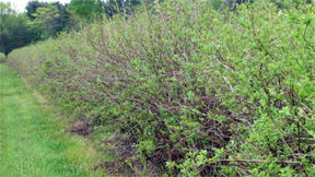 Winter damage in Ottawa County Winter damage in Ottawa County