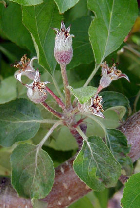 Apple fruitlets