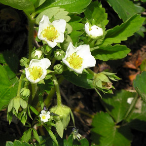 Late bloom in strawberries. 