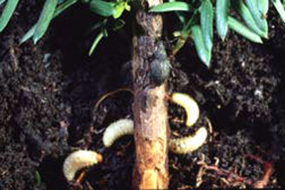 larvae and stem damage