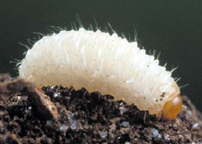 larva