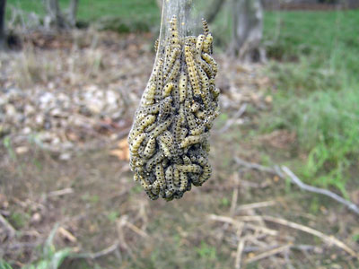 larvae