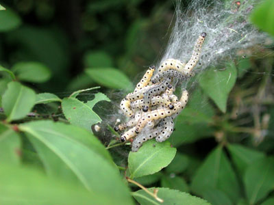 web larvae