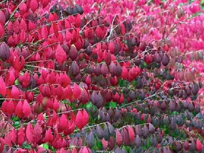 Spindle tree Spindle tree