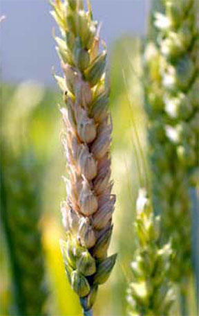 Fusarium head blight on wheat