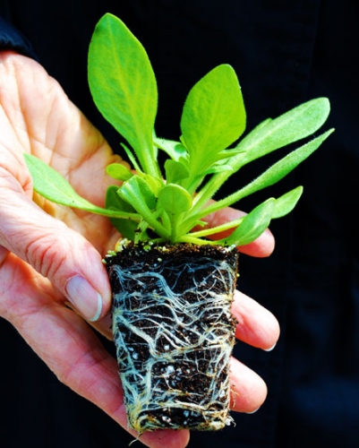 Healthy transplants petunia