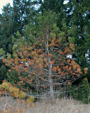 Austrian Pine Dothistroma