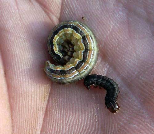 Armyworm larvae