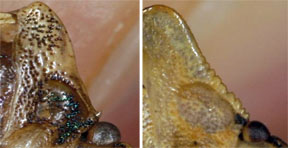 Close up of brown marmorated stinkbug