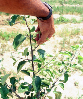 Pinching laterals