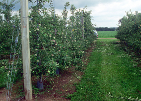 Summer pruning mature trees