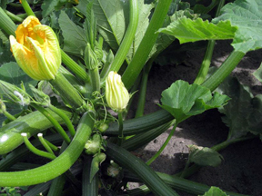 Summer squash