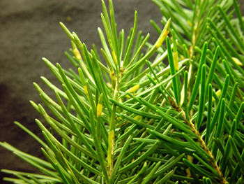 Damage to needle from Douglas-fir needle midge