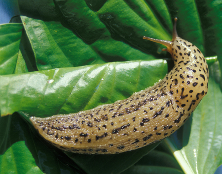 Giant garden slug