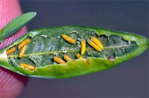 Boxwood leafminer larvae inside leaf