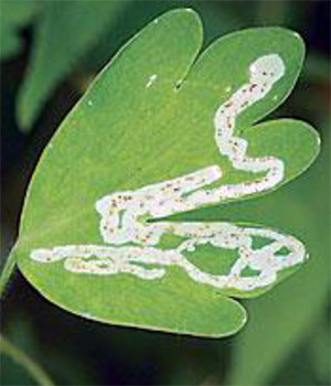 Mines in a columbine leaf