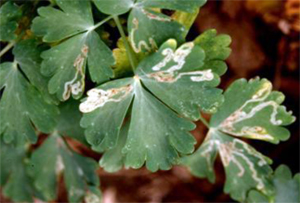 Mines in columbine leaves