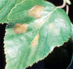 Mines developing in birch leaves