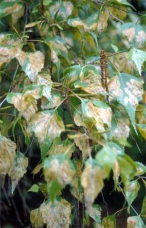 Browning of birch foliage caused by extensive mining