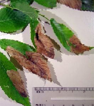 Mines in elm leaves