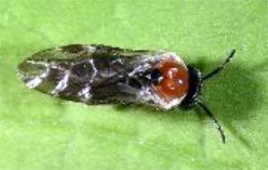 Hawthorne leafminer adult
