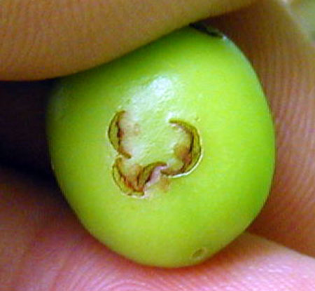 Plum curculio scars