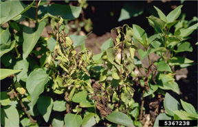 Bacterial Gummosis on Lilac