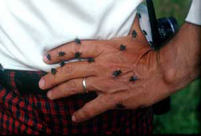 friendly fly friendly fly