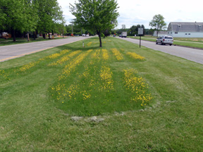 Hawkweed