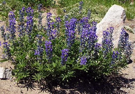 Wild lupine