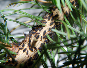 Cinara aphids Cinara aphids