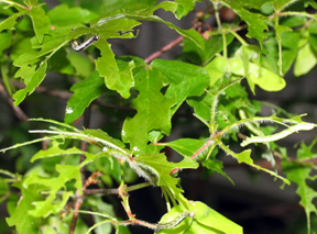 Cankerworm damage