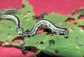 Cankerworm