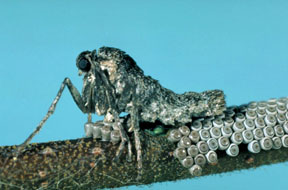 Cankerworm female