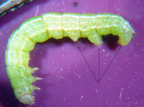 Cankerworm