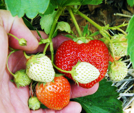 fruit cluster