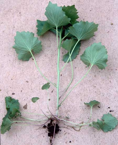 Garlic mustard Garlic mustard