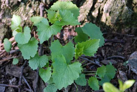 Garlic mustard Garlic mustard