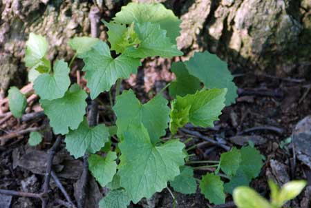 Garlic mustard