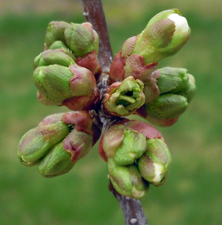 Montmorency tart cherry buds at tight cluster and first white.