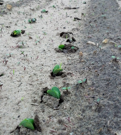 Soybeans emerging