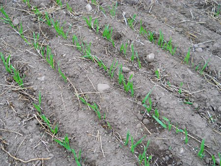 Spring barley