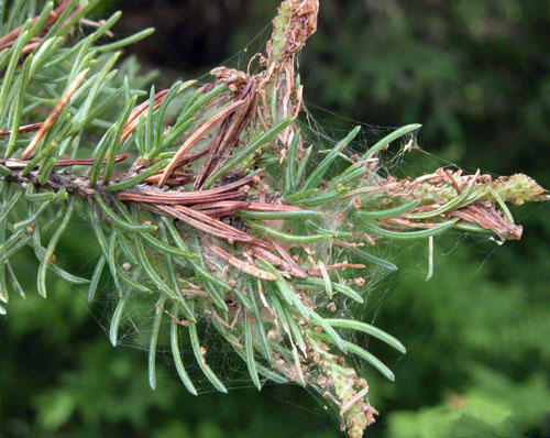 Spruce budworm damage