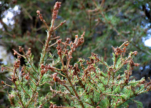 Spruce budworm damage
