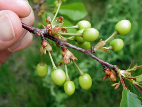 Montmorency cherries