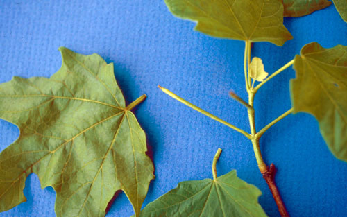 maple petiole damage